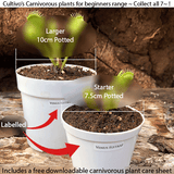 Bladderwort sizes_Carnivorous plants for beginners for sale * Buy online @ Cultivo Carnivores South Africa