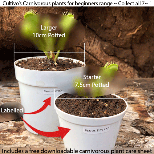Starter sizes_Carnivorous plants for beginners for sale * Buy online @ Cultivo Carnivores South Africa