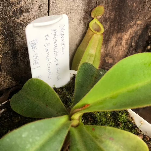 10 Pack:  All weather Plant label * Rigid plastic > 10cm x 2.9cm for sale | Buy carnivorous plants and seeds online @ South Africa's leading online plant nursery, Cultivo Carnivores