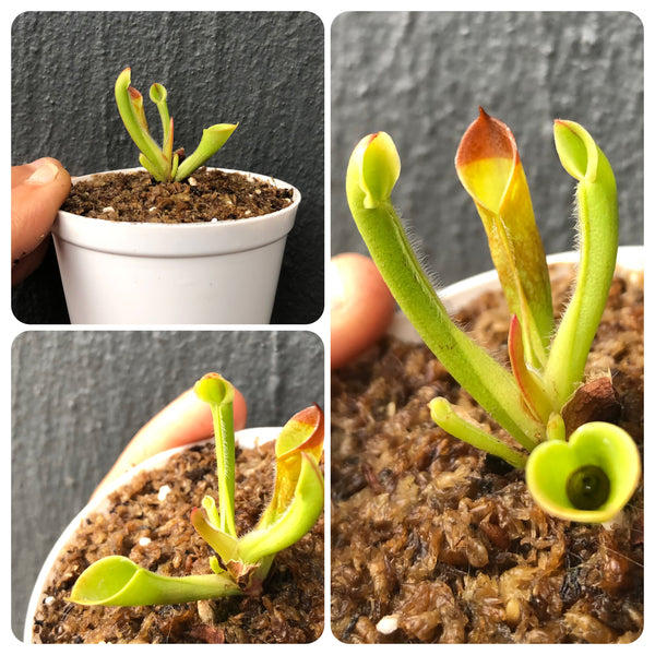 Heliamphora Minor • Sun pitcher • Wistuba clone
