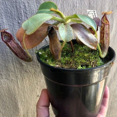 TROPICAL PITCHER PLANT 🌟 Nepenthes Glandulifera x Eymae (Kato.) * Wistuba