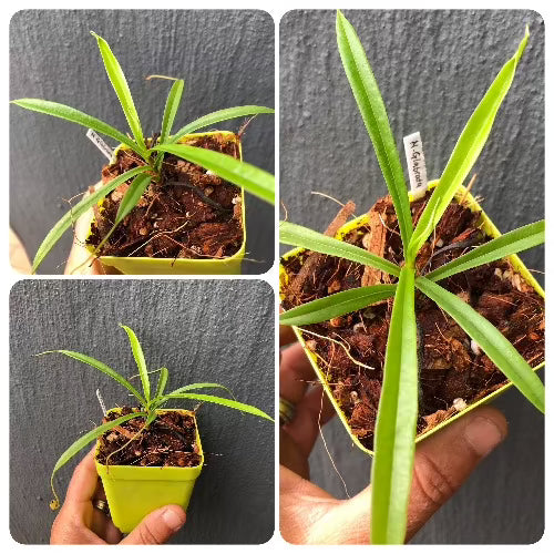 Nepenthes Glabrata · Seed-grown · Highland Species · C.Klein