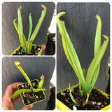 Whatsapp RARE & COLLECTABLES Sale (BN07/16) 🌟 Sarracenia Godzuki * Rooted Division 🌱 Bareroot