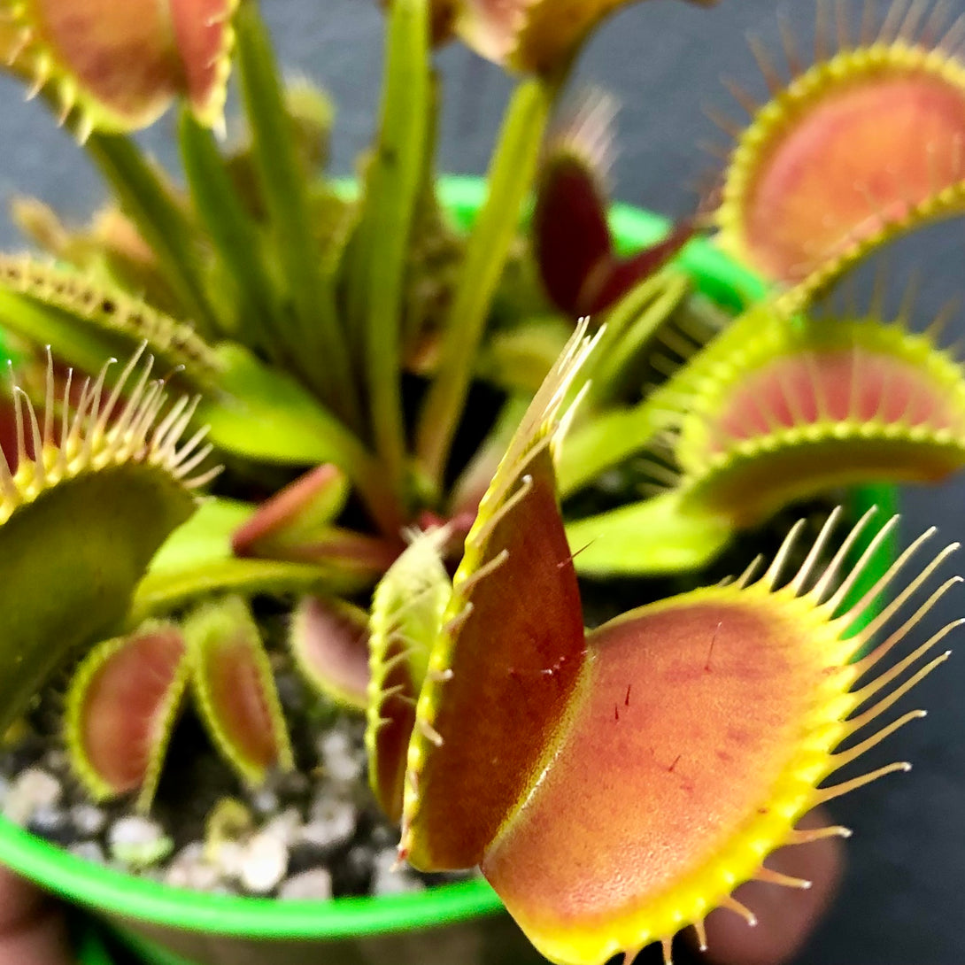 VENUS FLYTRAP 🌟 DM DC XL * Flytrapstore, USA 📏 7+yr old Mature, multi-crown plant 💎 Collectors Item > Exact plant pictured for sale | Buy carnivorous plants and seeds online @ South Africa's leading online plant nursery, Cultivo Carnivores