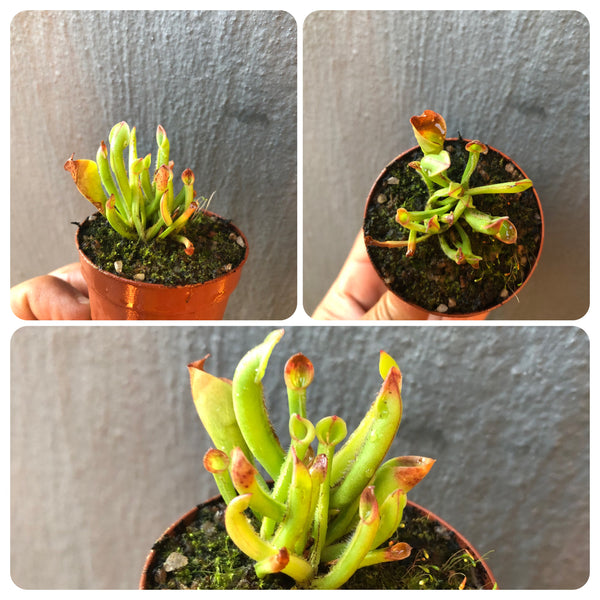 Heliamphora Minor · Juvenile Clump · Highland Wistuba Clone