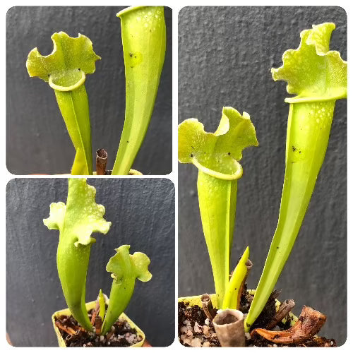 Sarracenia Mitchelliana All Green ex C. Klein * Specimen plant * Rare and collectables ~ Carnivorous plants for sale South Africa