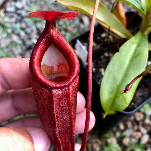 Nepenthes Dubia x Deaniana ~ Seed grown * Wistuba Carnivorous plants for collectors for sale South Africa