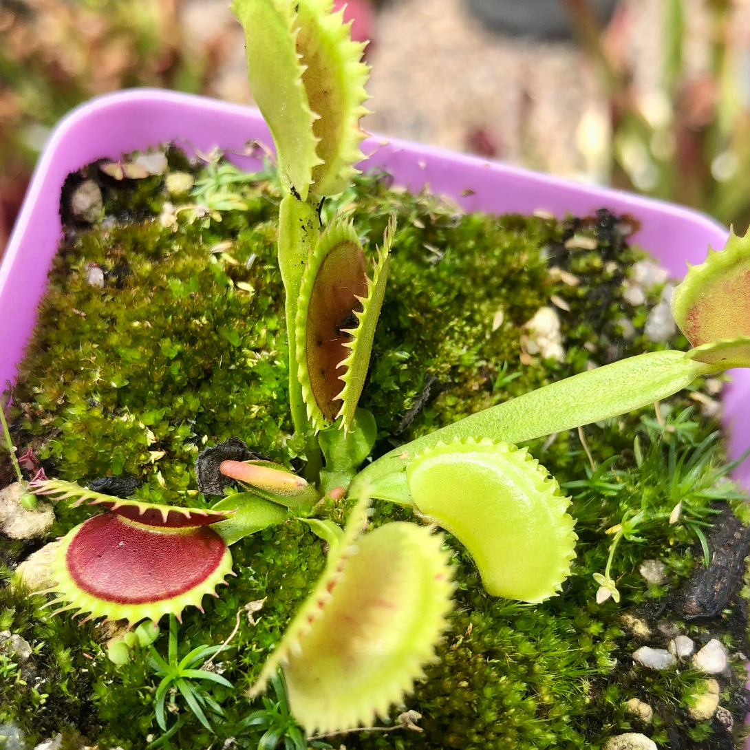 VENUS FLYTRAP 🌟 DM Flaming Lips * Flytrapstore, USA 💎 Collectors Item > Exact plant pictured for sale | Buy carnivorous plants and seeds online @ South Africa's leading online plant nursery, Cultivo Carnivores