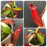 Whatsapp RARE & COLLECTABLES Sale (BN28/06) 🌟 Nepenthes Bloody Mary ex Carniflora 🌱 Potted