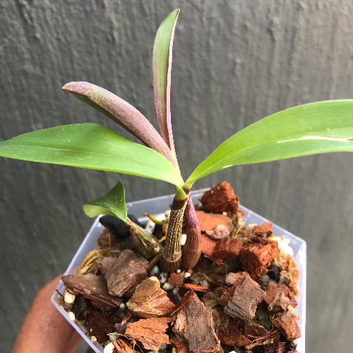 Dendrobium King Zip Miniature orchids for carnivorous plant terrariums and paludariums for sale Buy online in South Africa