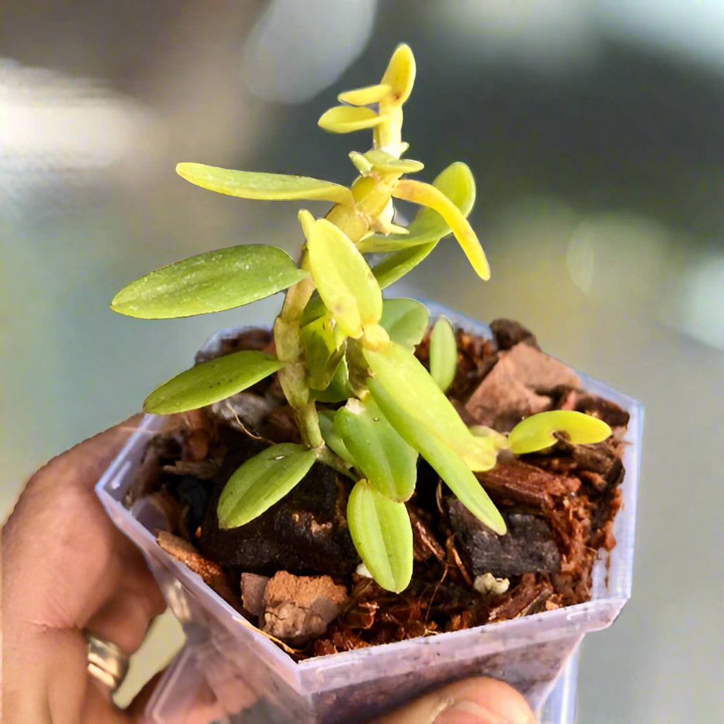 Dendrobium_Loddigesii_x_Angel_Lake_Miniature_orchids_for_terrariums_and_paludariums_for_sale_South_Africa