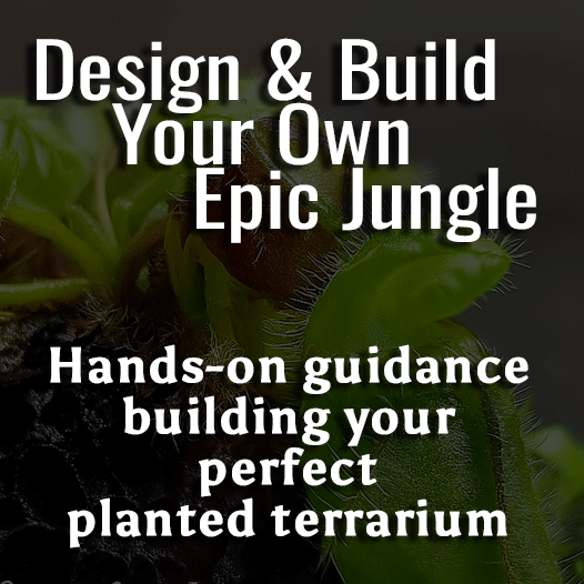 Terrarium Design & Build Masterclass (Private 1:1 In-person Workshop)
