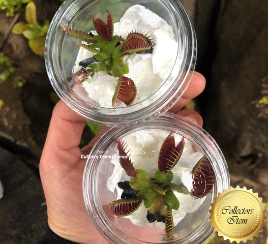 Buy Mega Traps Venus Flytrap – Giant Plants for Sale in South Africa ...