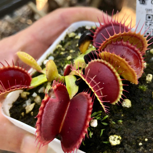 VENUS FLYTRAP: PRO giant for sale | Buy carnivorous plants and seeds online @ South Africa's leading online plant nursery, Cultivo Carnivores Closeup