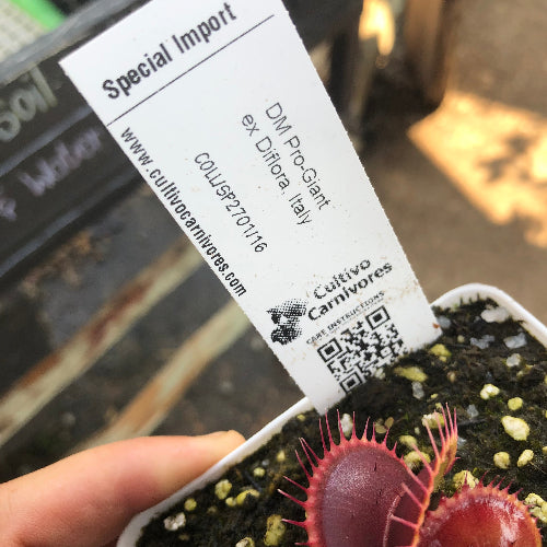Venus Flytrap Pro-giant for sale | Collector's Plant South Africa