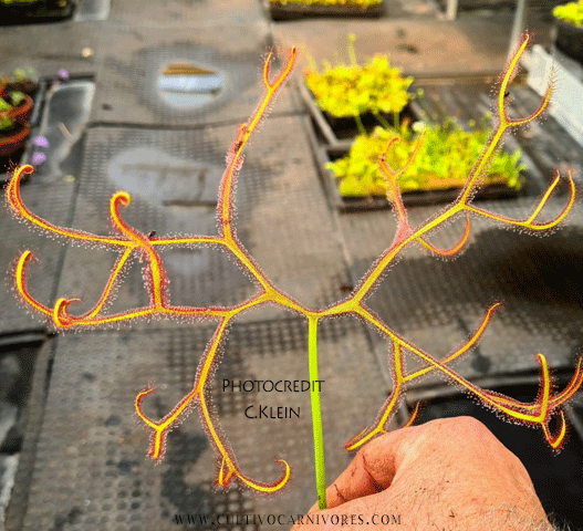 FORKLEAF SUNDEW 🌟 Drosera Binata "Octopus" ex C.Klein, Germany 💎 Cultivo Exclusive