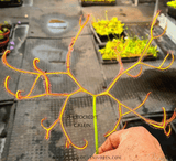 EARLY ACCESS > Drosera Binata "Octopus" ex C.Klein {#22-12-25-17/130} 📏 Large 1st spring traps 🌱 Bareroot
