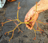 EARLY ACCESS > Drosera Binata "Octopus" ex C.Klein {#22-12-25-17/130} 📏 Large 1st spring traps 🌱 Bareroot
