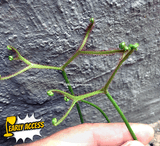 EARLY ACCESS > Drosera Binata "Octopus" ex C.Klein {#22-12-25-17/130} 📏 Large 1st spring traps 🌱 Bareroot