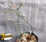 EARLY ACCESS > Drosera Binata "Octopus" ex C.Klein {#22-12-25-17/130} 📏 Large 1st spring traps 🌱 Bareroot