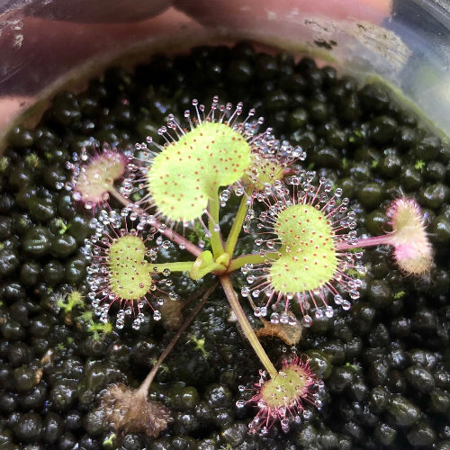 Drosera prolifera sundew plant for sale in South Africa – 3–4cm juvenile in rootball plug with visible dew traps

