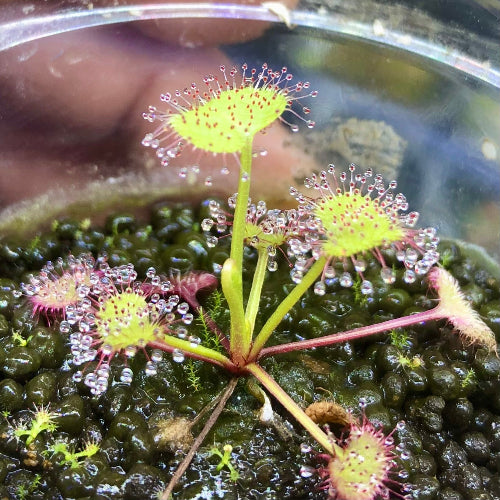 Drosera prolifera sundew for sale in South Africa – 3–4cm rooted juvenile plant in plug, close-up view