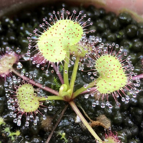 Macro close-up of Drosera prolifera sundew for sale in South Africa – 4–5cm rooted plant with dewy traps in plug

