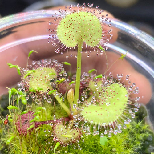 Final view of exact Drosera prolifera plant for sale in South Africa – 5–7cm size in rootball plug with dewy traps and moss base

