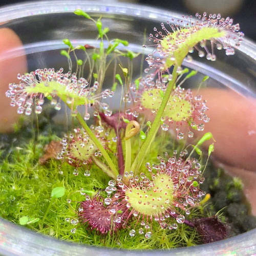 Exact Drosera prolifera sundew plant for sale in South Africa – 5–7cm size rooted in plug with visible dew traps

