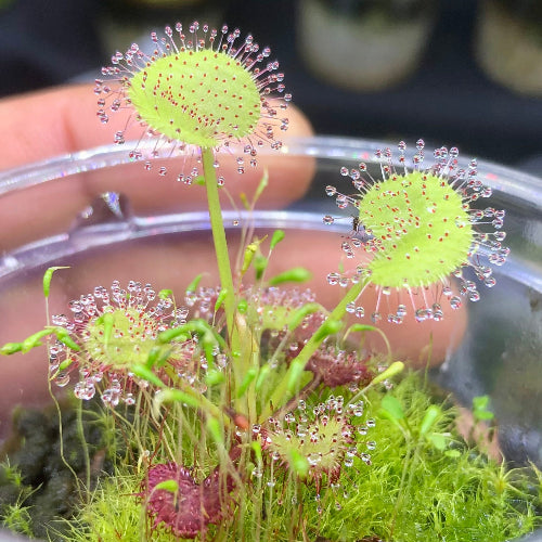 Side view of exact Drosera prolifera plant for sale in South Africa – 5–7cm rooted in plug with dew-covered traps

