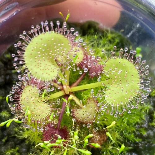 Top view of Drosera prolifera sundew for sale in South Africa – exact 5–7cm plant in rootball plug with visible dew traps

