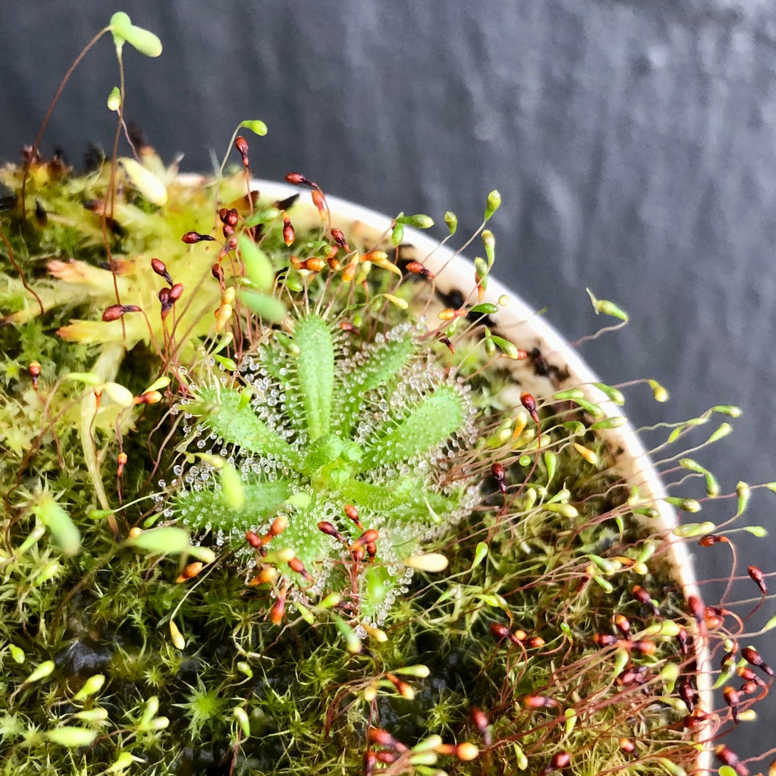 Drosera Cistiflora Piekenierskloof, Celtisdal, South Africa - Seed grown_Carnivorous plants for sale 