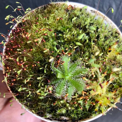 Drosera Cistiflora Piekenierskloof, Celtisdal, South Africa - Seed grown_Rare Carnivorous plants for sale 