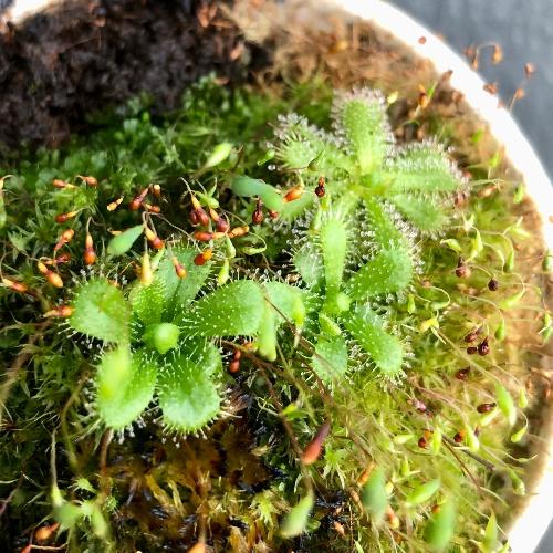 Drosera_Cistiflora_Piekenierskloof_Celtisdal_South_Africa_Small_Seedgrown_Clump_for_sale
