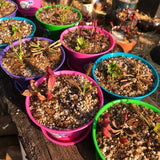 DISCOUNT VALUE PACK ☀️ 24 x Mini Savage Gardens 🪴 10cm Deco Pots * Assorted 🎅🎄Christmas orders close 28 Nov