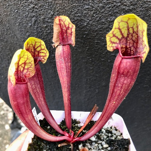 Sarracenia cv 'Vogel' for sale_Carnivorous trumpet pitcher plant for sale