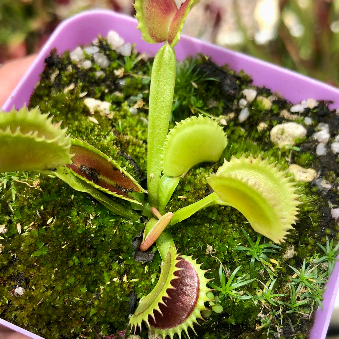 VENUS FLYTRAP 🌟 DM Flaming Lips * Flytrapstore, USA 💎 Collectors Item > Exact plant pictured for sale | Buy carnivorous plants and seeds online @ South Africa's leading online plant nursery, Cultivo Carnivores