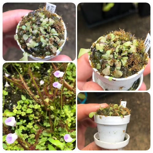 Carnivorous bladderworts for sale: Buy Utricularia aff. Livida loc Marojey, Madagascar ex BCP 🌱 2cm mini pot online