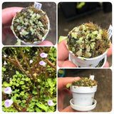 Carnivorous bladderworts for sale: Buy Utricularia aff. Livida loc Marojey, Madagascar ex BCP 🌱 2cm mini pot online