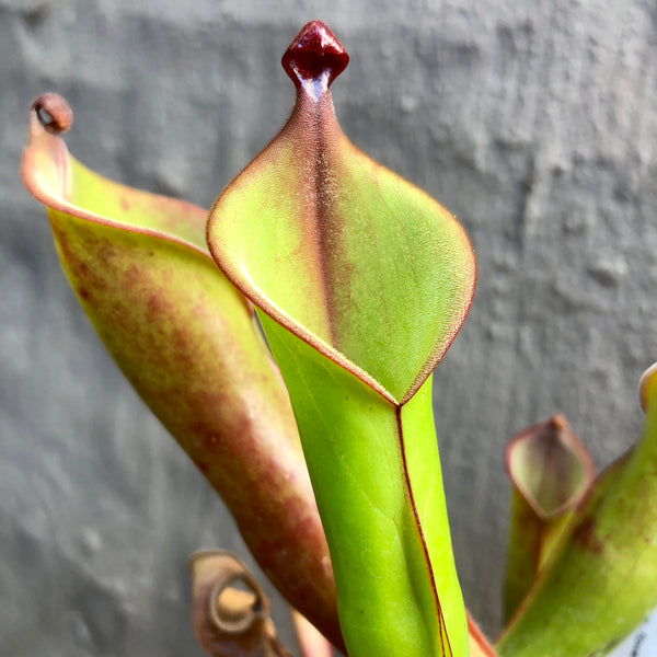 Heliamphora "Black Cherry" • Mature, Flowering size • Rare Wistuba Import