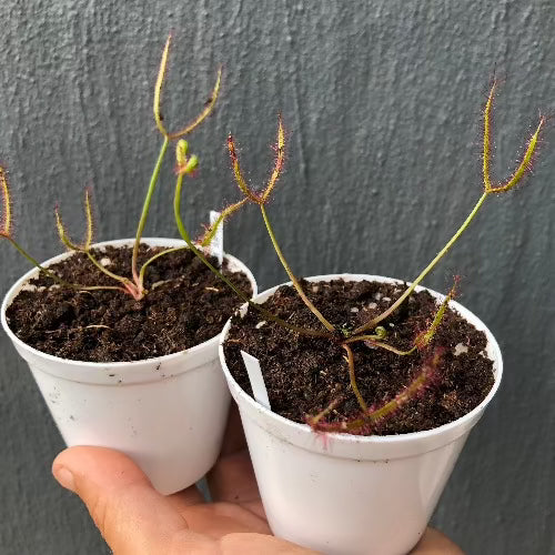 Sundew: Drosera Binata location Evan's Head, NSW for sale | Buy carnivorous plants and seeds online @ South Africa's leading online plant nursery, Cultivo Carnivores