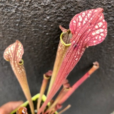 Buy online:  Sarracenia Readii, Alabama Red * Natural Hybrid * Rare and collectable carnivorous plants for sale South Africa