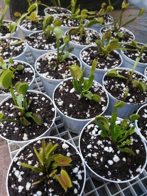 Venus Flytrap Starter (Mixed giants) Potted | Carnivorous Plants ...