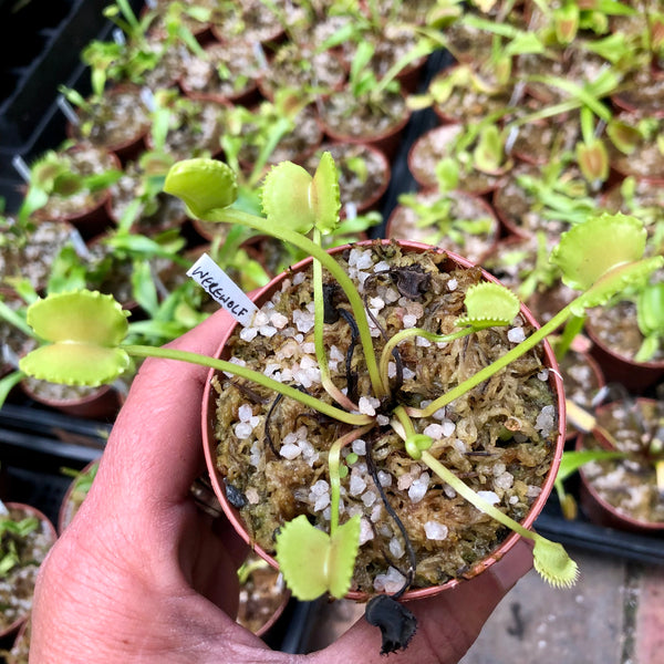 Venus Flytrap ‘Werewolf’ • Collectible cultivar • Flytrapstore, USA