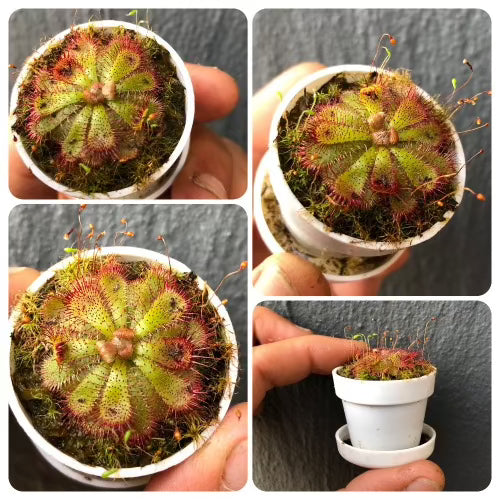 Drosera Admirabilis (Palmiet River, RSA) · Local sundew species