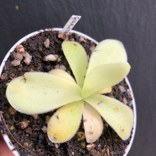 Pinguicula Gigantea ex Bestcarnivorousplants for sale