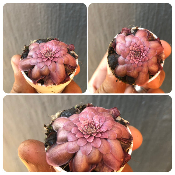 Pinguicula Laueana Crimson Red · Rare BCP Clone · Breeding size