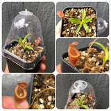 Nepenthes Jamban * Carnivorous plants for sale