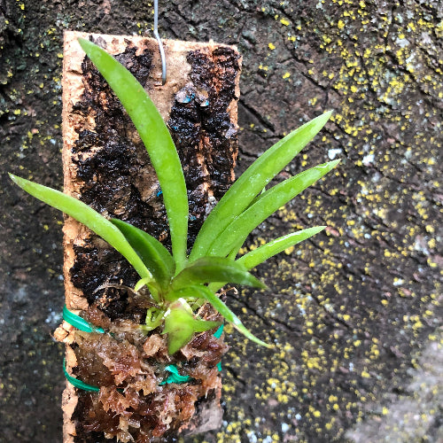 Tolumnia Black Bow • Mini Orchid for Terrariums • Cork Bark Mount