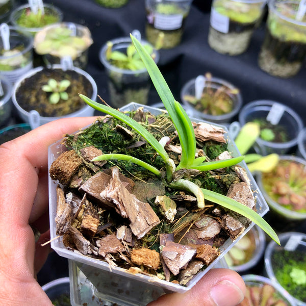 Vanda Lucknow • Mini Orchid for Terrariums • DECO planter